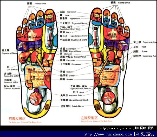 什么是足底按摩疗法 足底按摩疗法是议决对人体各脏器在足部绝对应