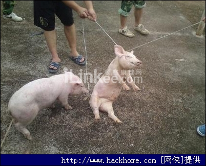 南宁学生虐猪门真相揭露 学生虐猪门照片被斥惨无人道 南宁虐猪门事件