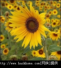 非常漂亮的盛开花朵qq头像合集[多图]