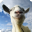 ģ��ɽ���ֻ��ٷ�iOS�棨Goat Simulator��v1.9