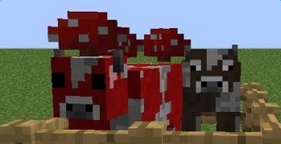 �����ҵ�����Ģ��ţ��ֳ����