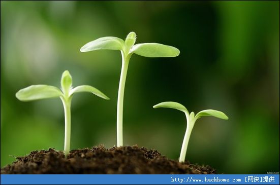 嫩绿的种子发芽与嫩苗微距壁纸1[多图]
