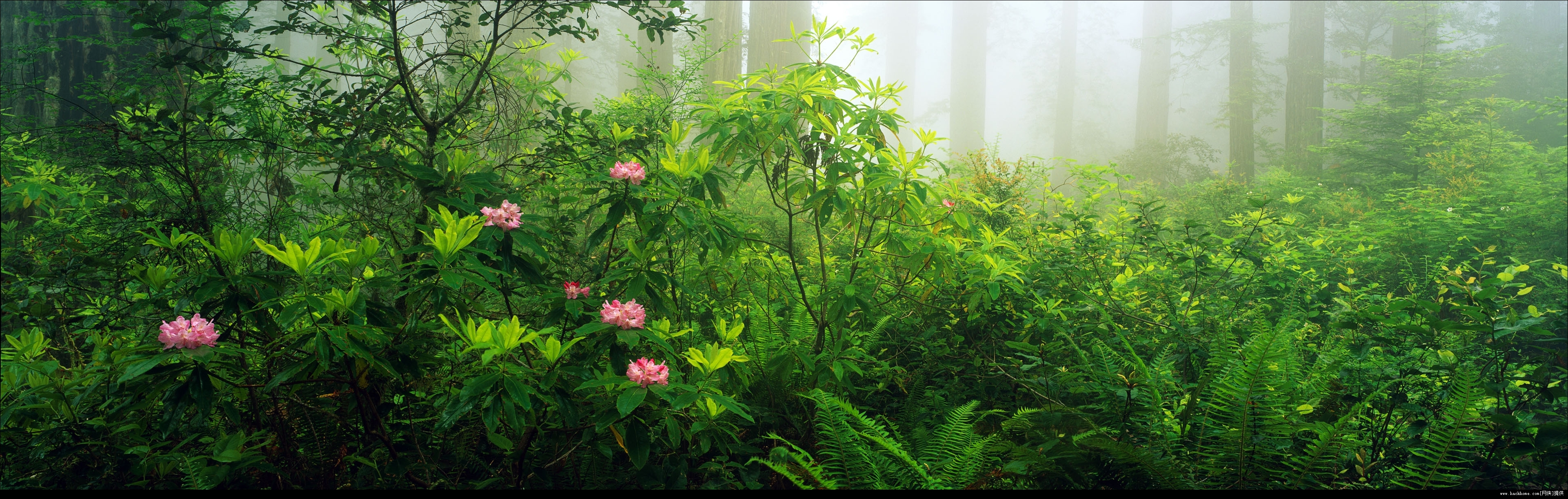 微软windows 8/windows rt专用主题下载:《森林》[多图]