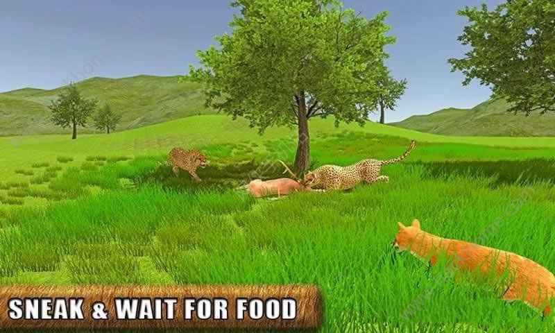 ҰģM[׿֙C棨Life of a Wild Angry FoxD4: