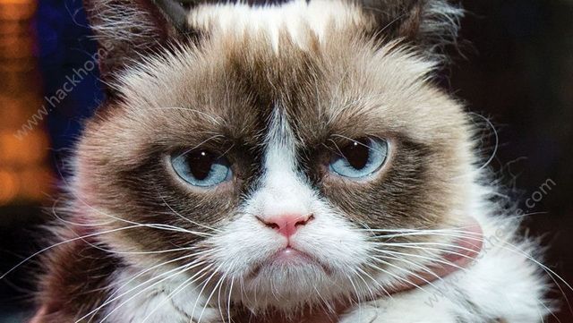 ˬèϷ°׿棨Grumpy Cats Worst Game Everͼ2: