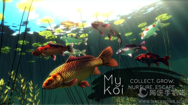 ҵС~[پW׿棨My KoiD1: