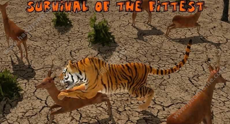ʨVSϻϷֻ棨Lion Vs Tiger Wild Adventureͼ1: