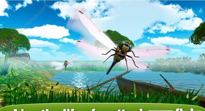 ģM3D°׿棨Dragonfly Insect Simulator 3DD4: