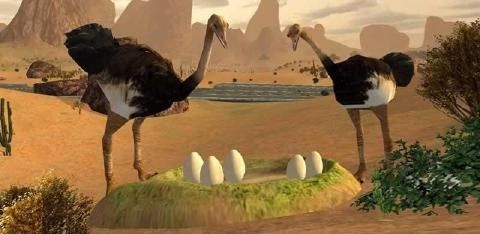 3DģϷĺ棨Ostrich Bird Simulator 3Dͼ4: