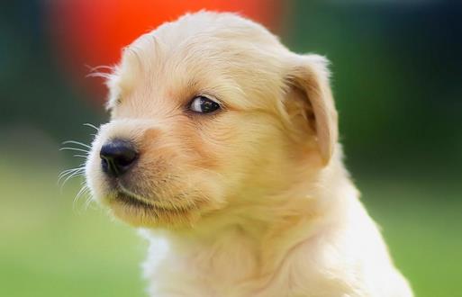 hafuhafu��ʲô�����Թ�˵hafuhafu������