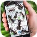 Ļ°׿棨Ants on screen funny joke) v3.2
