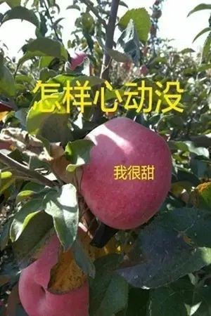 ����appˮ����������ͼ2: