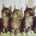 抖音评论三只猫咪点头gif动图表情包分享 v1.0