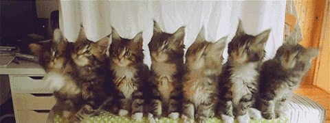 抖音小猫点头的动态表情包 抖音猫蹦迪表情包gif动图分享图片2