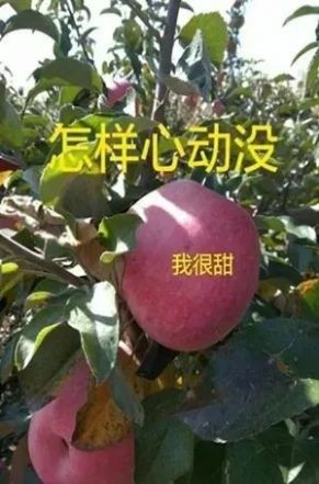 ����appǩ�������ٷ���ͼ3: