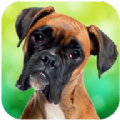 ȭ���ֹ�ģ������Ϸ�ֻ���׿�� v1.0.9