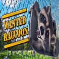 Wanted Raccoonİ