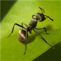 planet ant׿[d v1.0