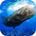 抹香鲸模拟器大王乌贼模拟器游戏下载 v1.0.1
