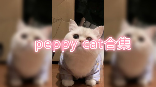 peppy catϼ