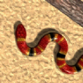 Real SnakeϷ