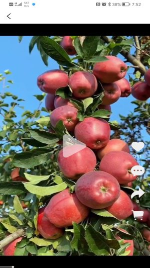 rxappD2