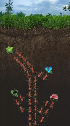 ΛρССρl[׿dThe ants underground kingdomDƬ1