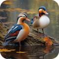 鸭鸭的世界app下载