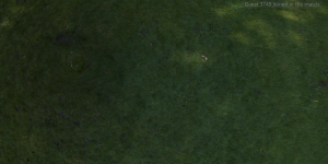 O[D3