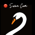 Swan Cam