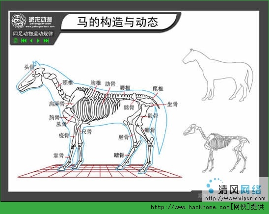 Flash绘图技巧 四足动物运动规律之马的构造与动态 嗨客手机站